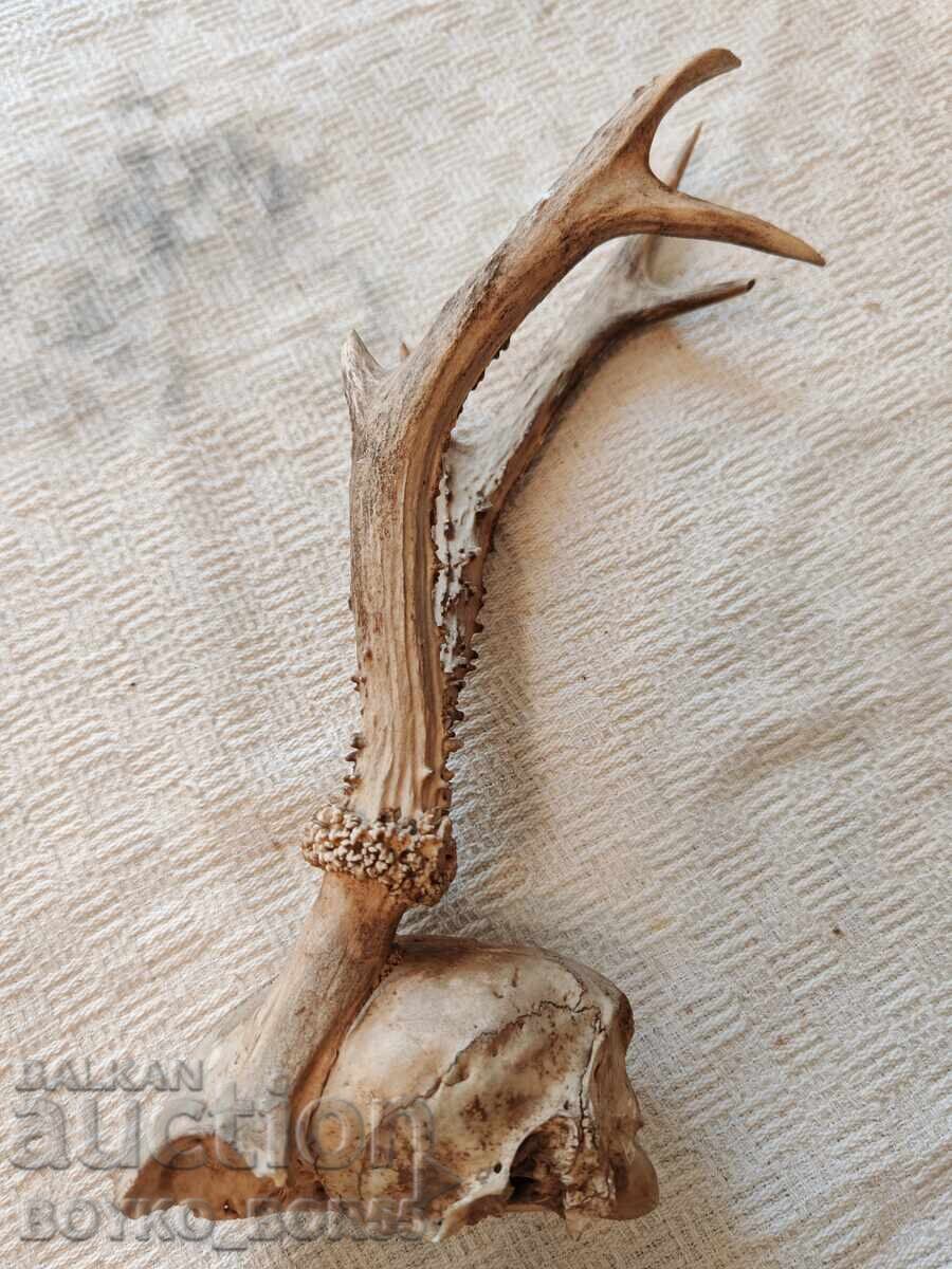 Old Hunting Trophy Skull with Roe Deer Antlers with price 39.00 BGN | € 19.94