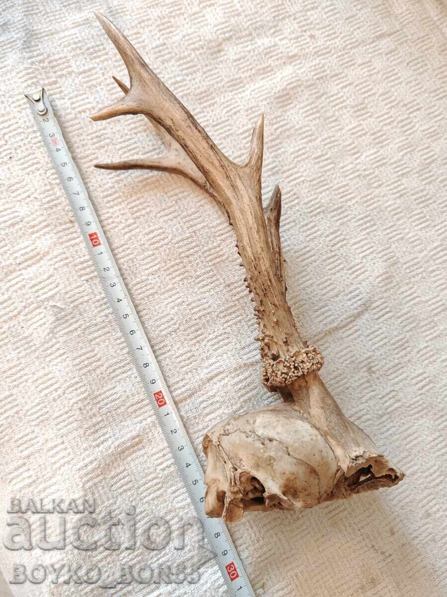 Auction  Old Hunting Trophy Skull with Roe Deer Antlers