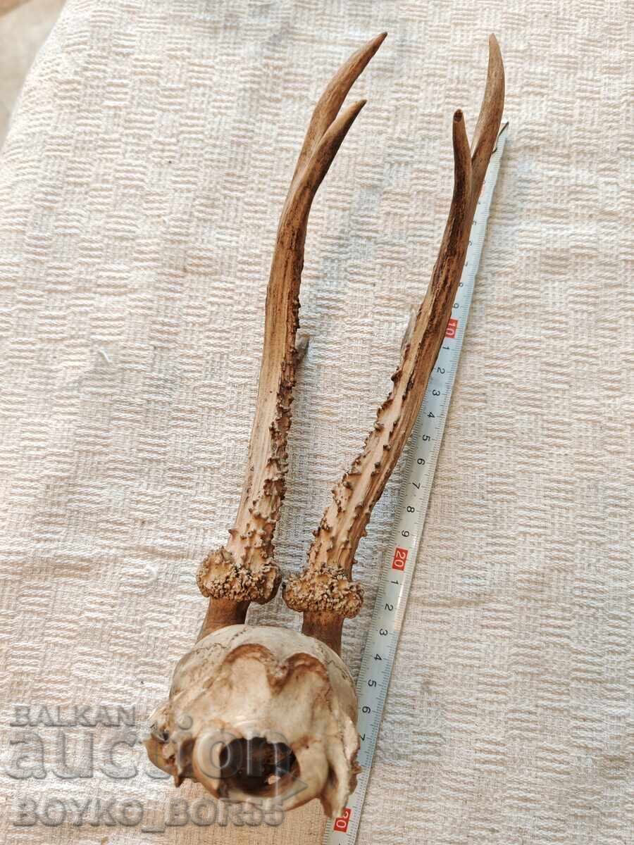 Delivery of Old Hunting Trophy Skull with Roe Deer Antlers