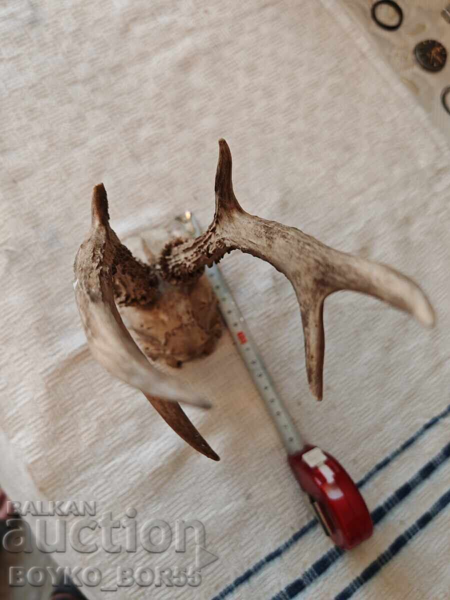 Old Hunting Trophy Skull with Roe Deer Antlers - 5