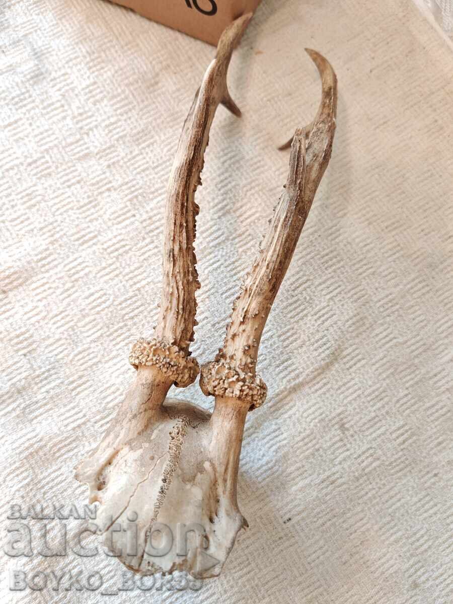 Old Hunting Trophy Skull with Roe Deer Antlers