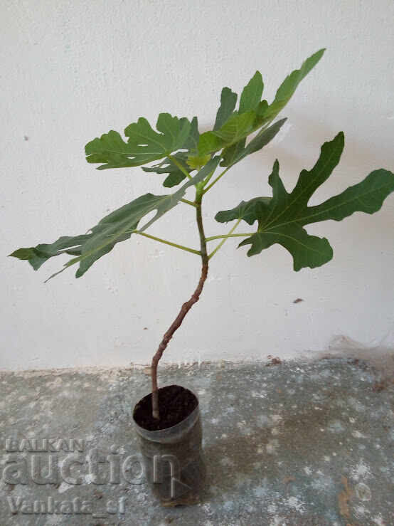 Smochin - soi Brunswick. Aproximativ 65-75 cm înălțime cu preț 28.00 BGN | € 14.32 Smochin - soi Brunswick. Aproximativ 65-75 cm înălțime cu preț 28.00 BGN | € 14.32