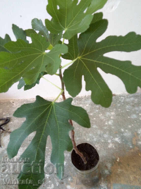 Livrarea Smochin - soi Brunswick. Aproximativ 65-75 cm înălțime Livrarea Smochin - soi Brunswick. Aproximativ 65-75 cm înălțime