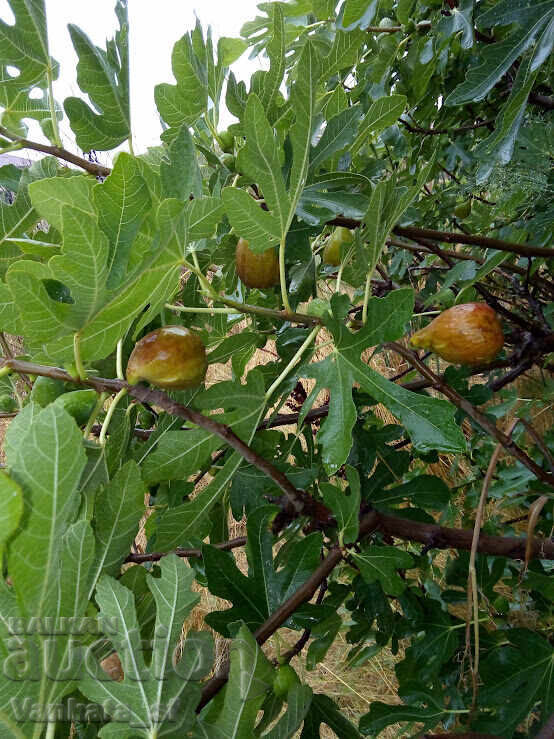 Smochin - soi Brunswick. Aproximativ 65-75 cm înălțime - 5 Smochin - soi Brunswick. Aproximativ 65-75 cm înălțime - 5