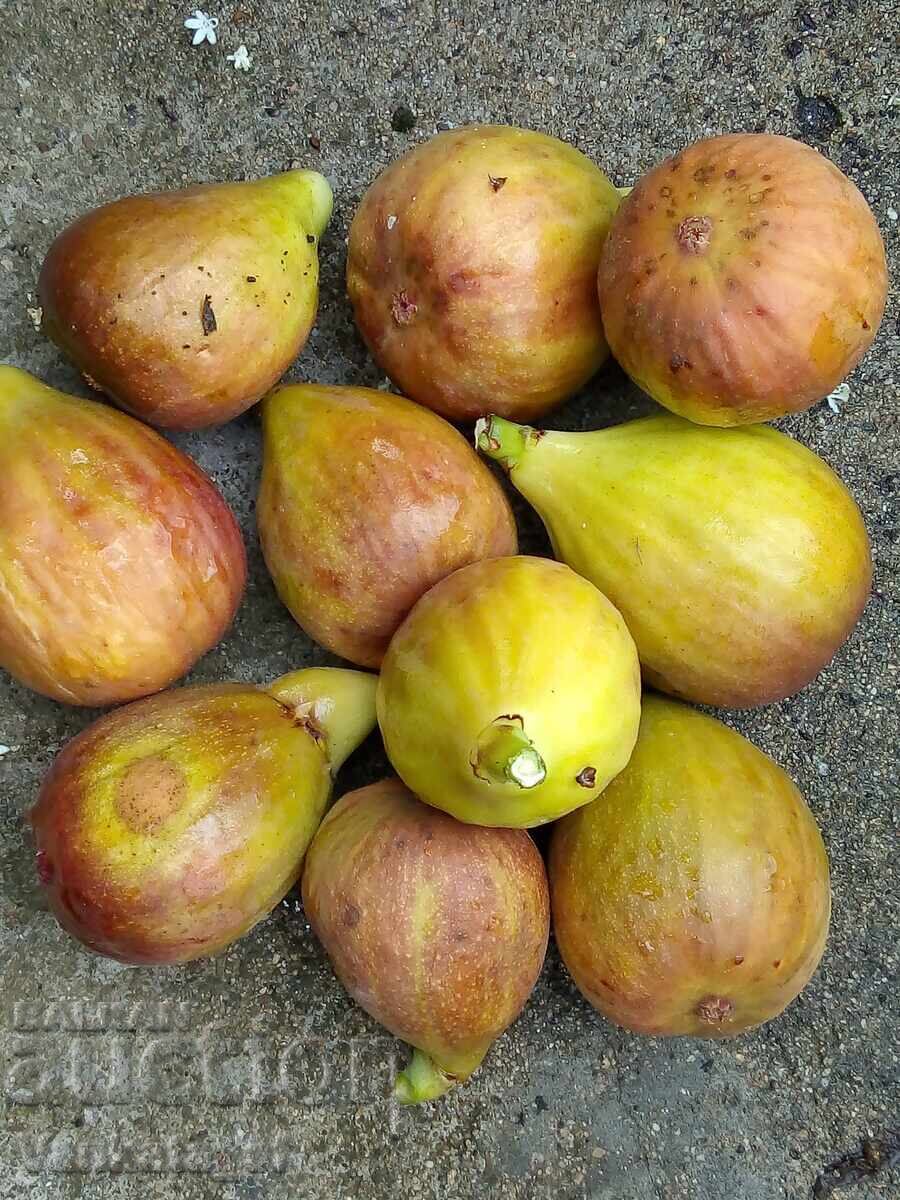 Smochin - soi Brunswick. Aproximativ 65-75 cm înălțime - 6 Smochin - soi Brunswick. Aproximativ 65-75 cm înălțime - 6