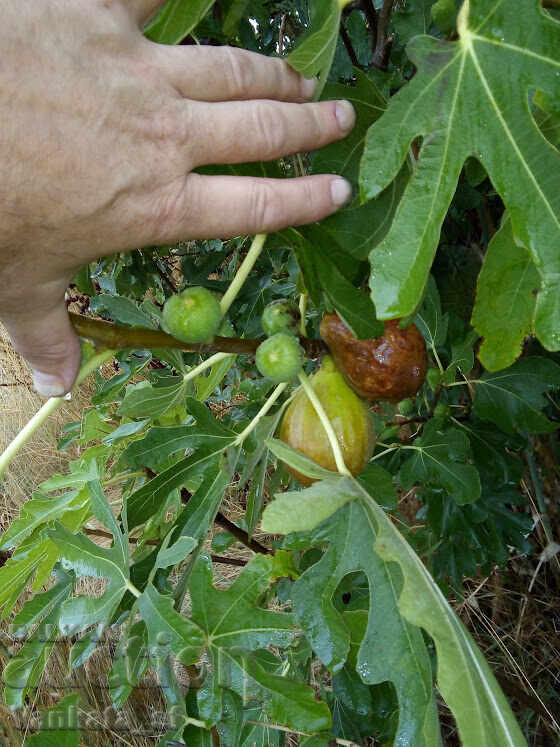 Smochin - soi Brunswick. Aproximativ 65-75 cm înălțime - 7 Smochin - soi Brunswick. Aproximativ 65-75 cm înălțime - 7