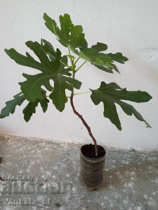 Smochin - soi Brunswick. Aproximativ 65-75 cm înălțime Smochin - soi Brunswick. Aproximativ 65-75 cm înălțime