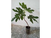 Smochin - soi Brunswick. Aproximativ 65-75 cm înălțime