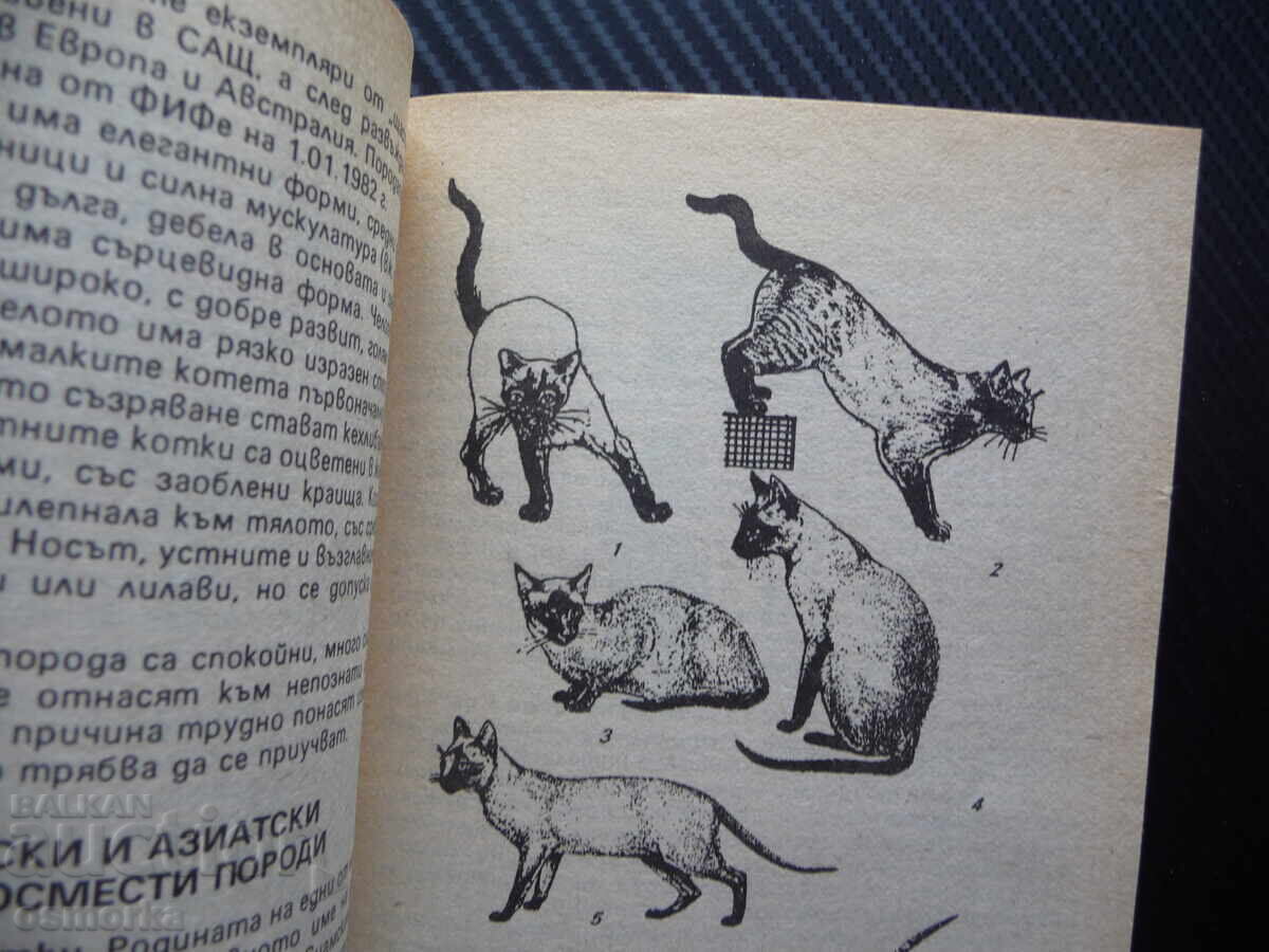 Auction  Do you know everything about the cat Veselin Denkov kittens cats mice