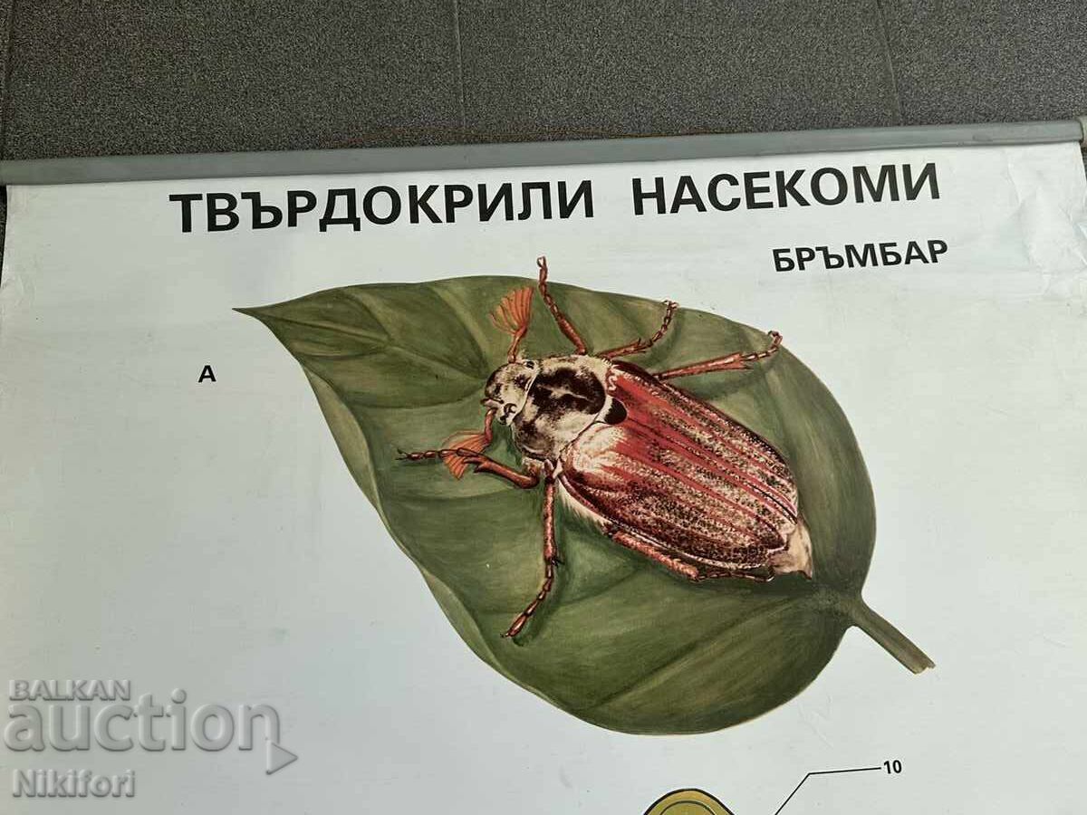 Σοσιαλιστικό Εκπαιδευτικό Πόστερ Πίνακας με τιμή € 28.00 | 54.76 BGN Σοσιαλιστικό Εκπαιδευτικό Πόστερ Πίνακας με τιμή € 28.00 | 54.76 BGN