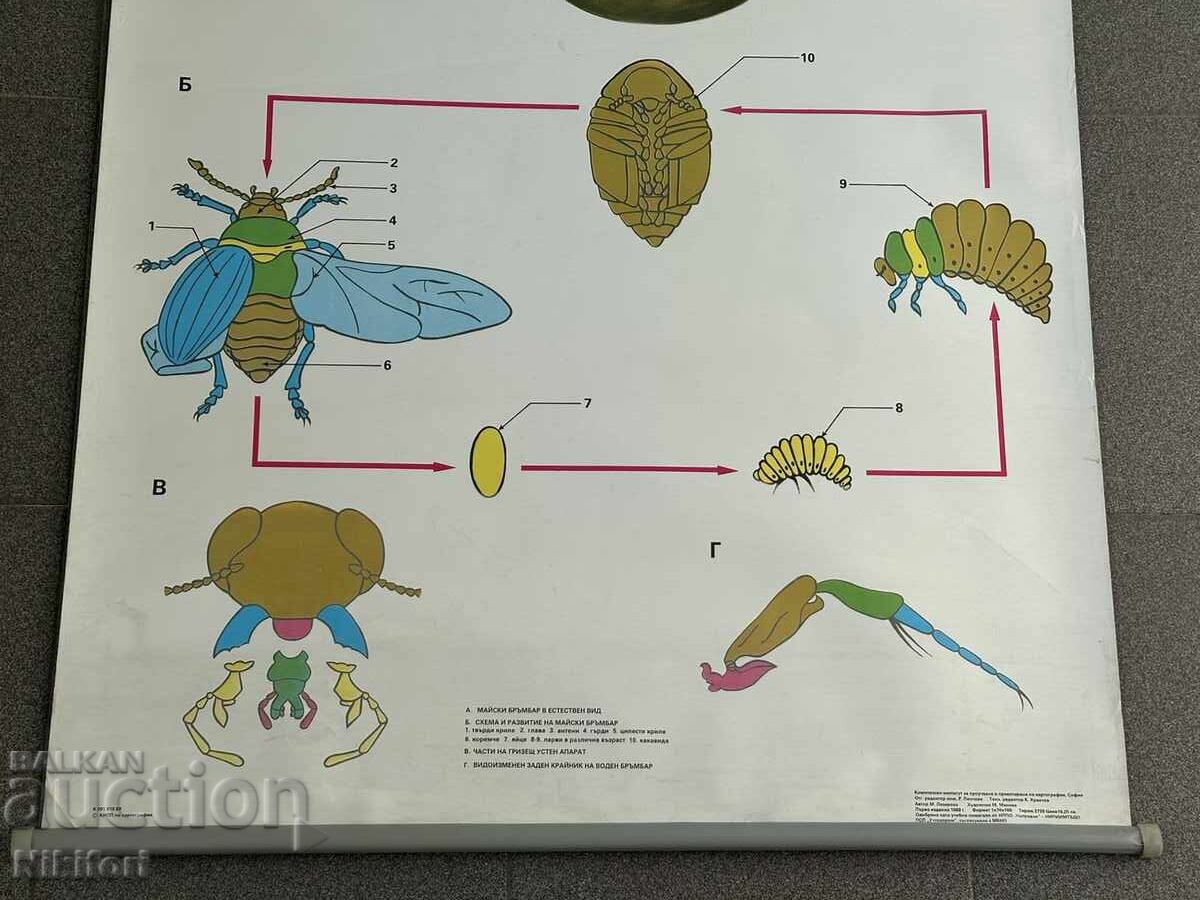 Auction  Social Educational Poster Board Poster