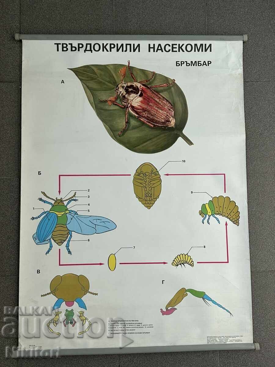 Planșă didactică socială poster