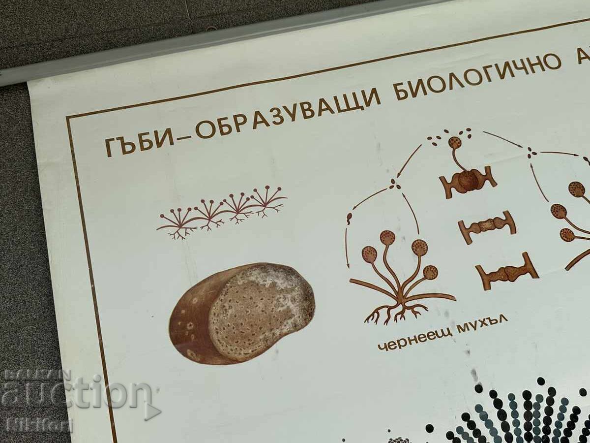 Planșă didactică socială poster cu preț 62.00 BGN | € 31.70 Planșă didactică socială poster cu preț 62.00 BGN | € 31.70