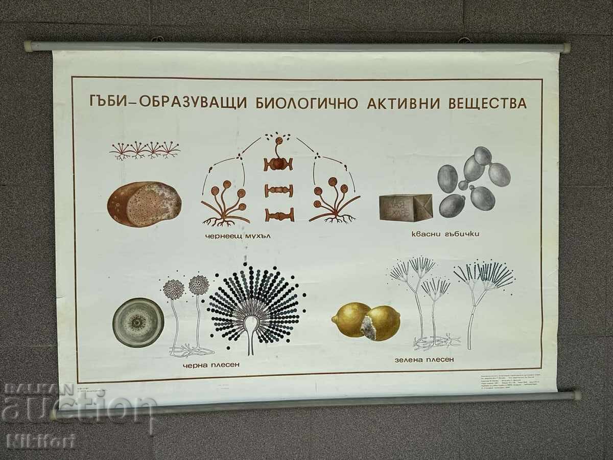 Planșă didactică socială poster Planșă didactică socială poster