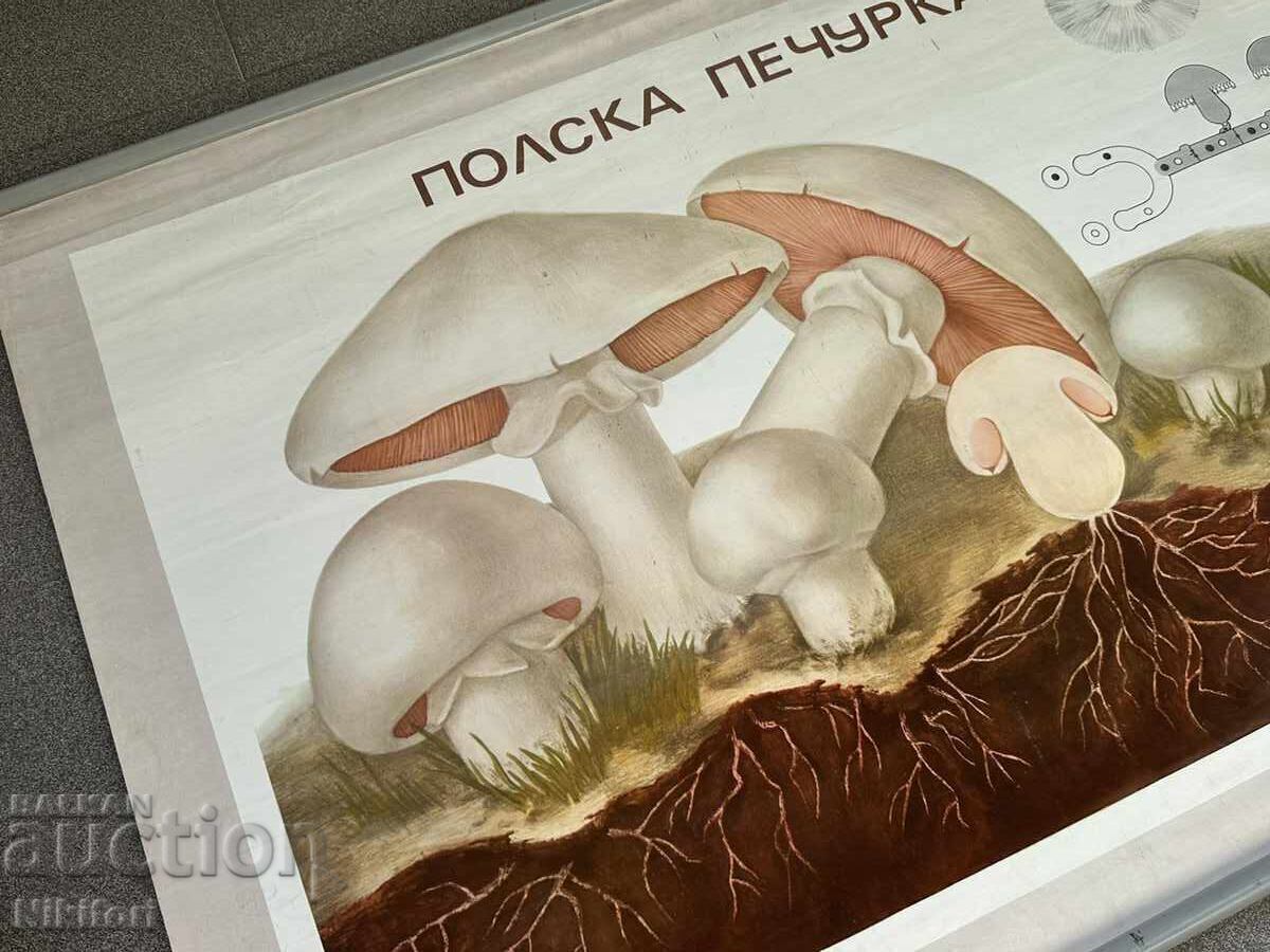 Соц Учебен Плакат Табло Постер с цена 30.00 €