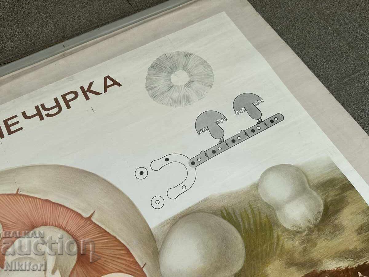 Δημοπρασία Σοσιαλιστικό Εκπαιδευτικό Πόστερ Πίνακας Δημοπρασία Σοσιαλιστικό Εκπαιδευτικό Πόστερ Πίνακας