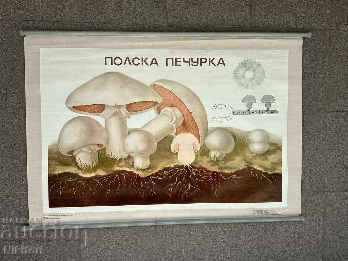 Соц Учебен Плакат Табло Постер