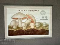 Соц Учебен Плакат Табло Постер