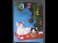 CHNG Congratulations