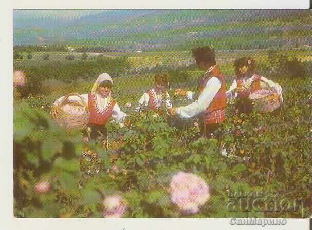 Felicitare Bulgaria Culesul Trandafirilor 1*