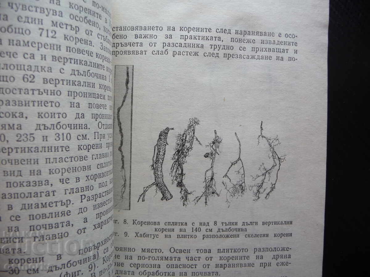 Dren mare fruct Tsolo Tsolov cultivare fertilizare cules compot fruct cu preț 6.00 BGN | € 3.07