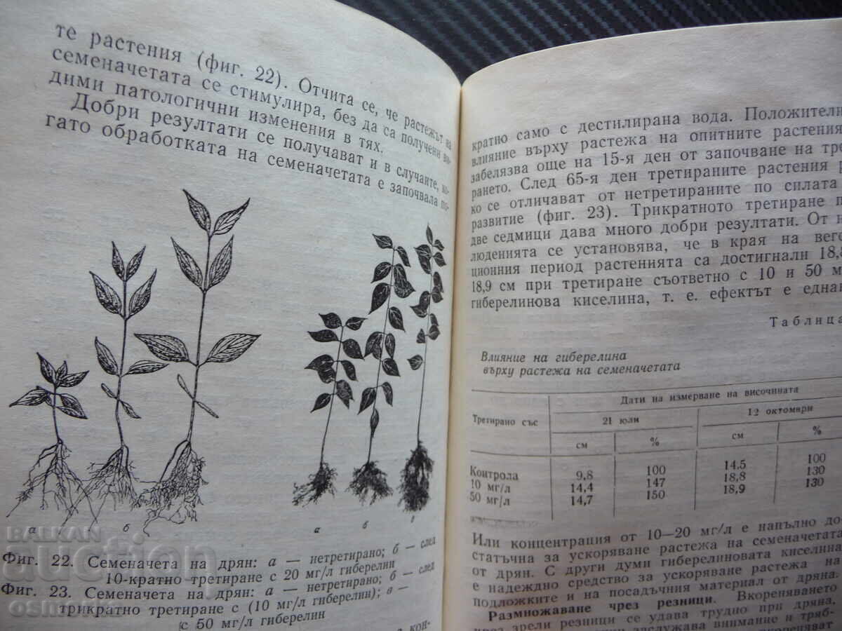 Licitație Dren mare fruct Tsolo Tsolov cultivare fertilizare cules compot fruct