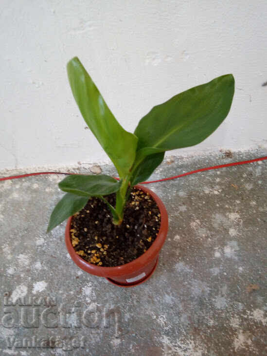 Στρελίτσια Ραγίνα - Strelitzia reginae - 30 ύψος με τιμή 28.00 BGN | € 14.32