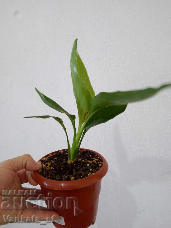 Δημοπρασία Στρελίτσια Ραγίνα - Strelitzia reginae - 30 ύψος