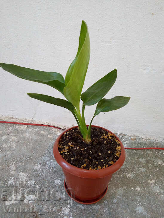 Παράδοση Στρελίτσια Ραγίνα - Strelitzia reginae - 30 ύψος