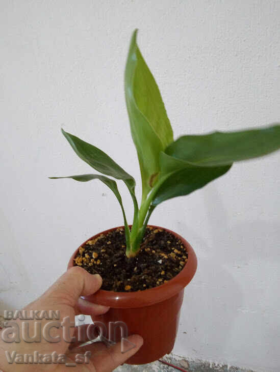 Στρελίτσια Ραγίνα - Strelitzia reginae - 30 ύψος