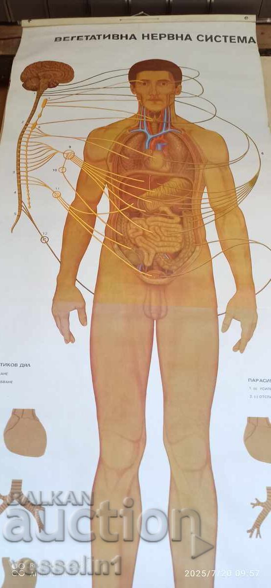 Old educational textile board vegetative nervous system with price 68.00 BGN | € 34.77