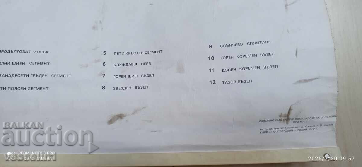 Auction  Old educational textile board vegetative nervous system