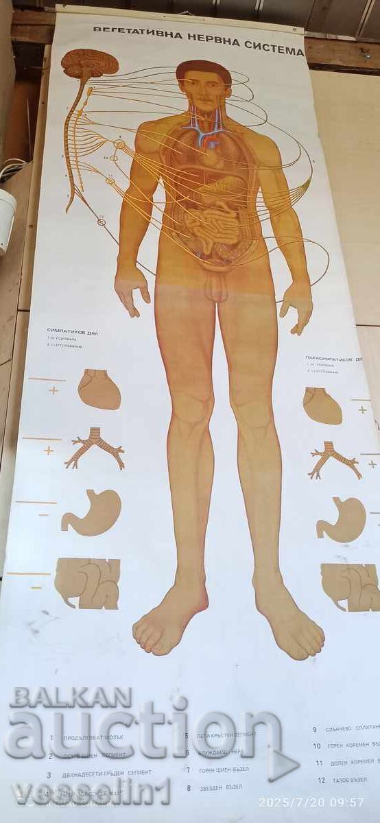 Old educational textile board vegetative nervous system