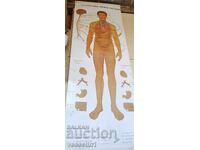 Old educational textile board vegetative nervous system