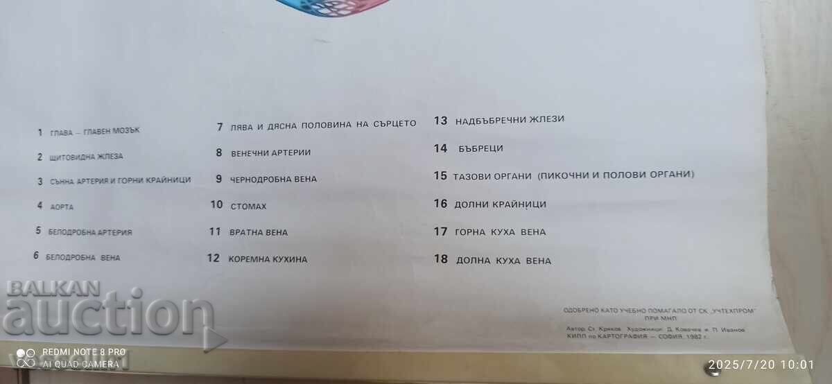 Panou textil didactic vechi, cu cerc mare și mic de circulație sanguină cu preț € 39.88 | 78.00 BGN