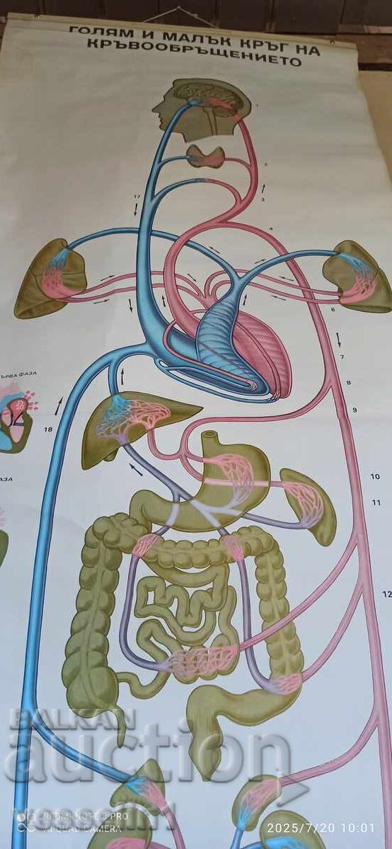 Auction Old educational textile board, large and small circulatory system Auction Old educational textile board, large and small circulatory system