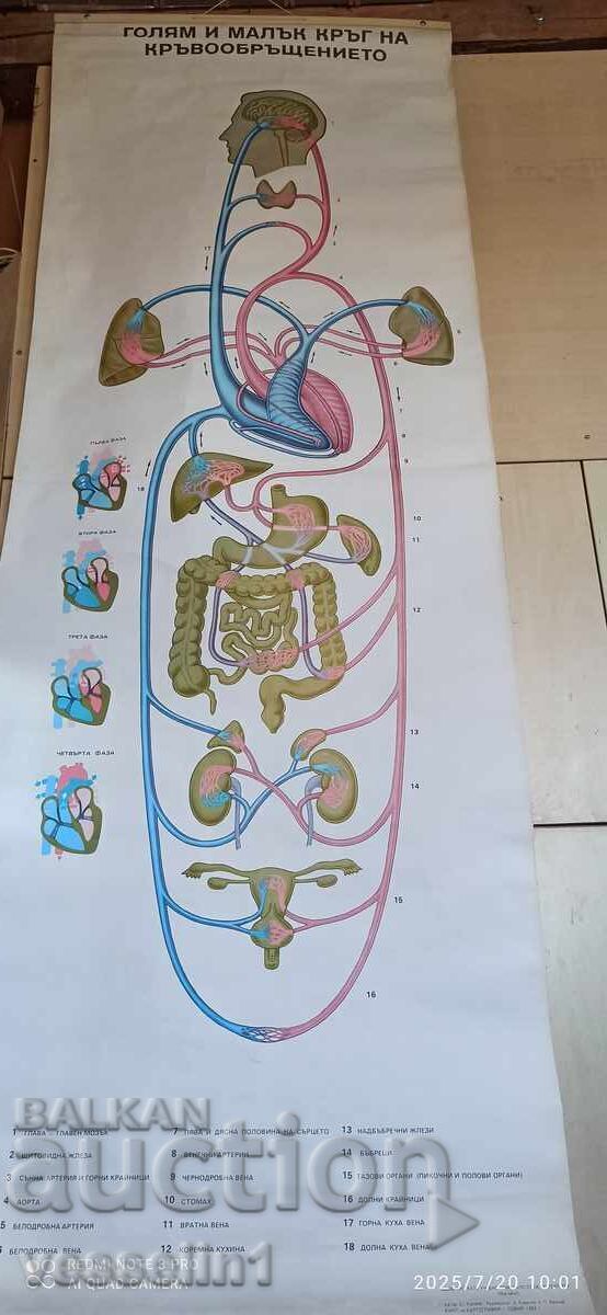 Old educational textile board, large and small circulatory system Old educational textile board, large and small circulatory system