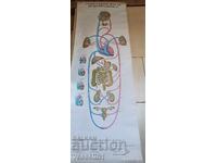 Panou textil didactic vechi, cu cerc mare și mic de circulație sanguină