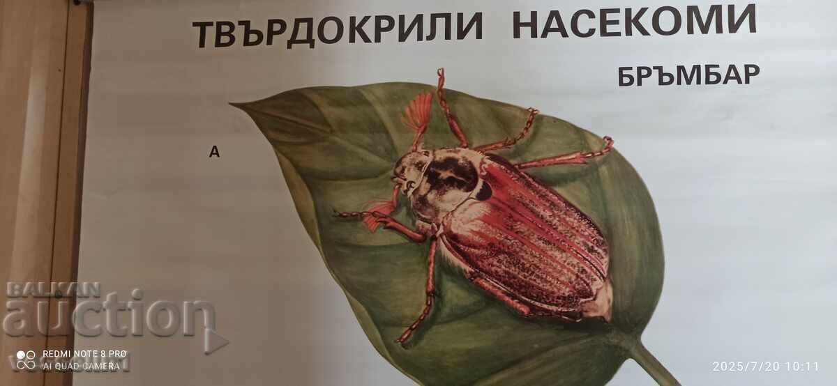 Παλιό εκπαιδευτικό ταμπλό σκληρόπτερο σκαθάρι από τη δεκαετία του '70 Σοσιαλιστικό 100μ/68εκ με τιμή 28.00 BGN | € 14.32