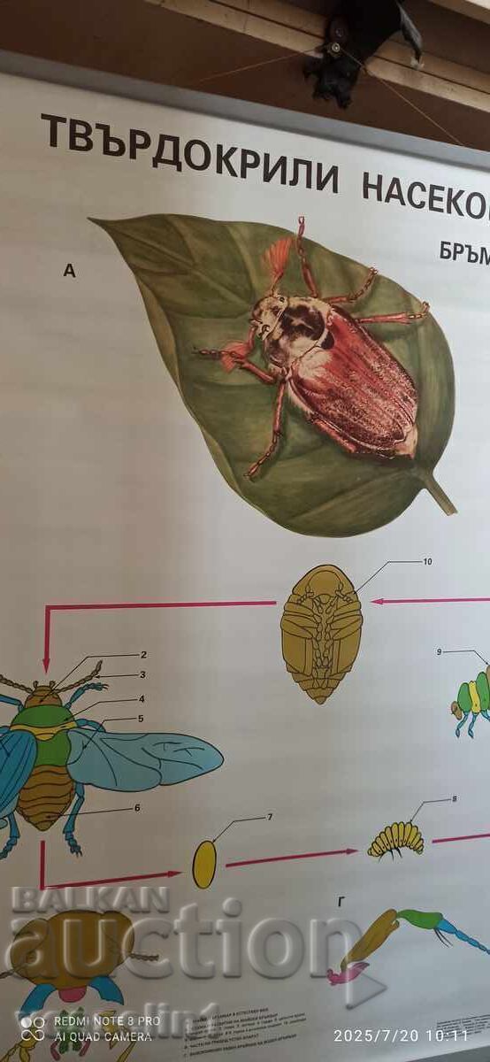 Panou didactic vechi, coleoptere din anii '70, Soc 100m/68cm