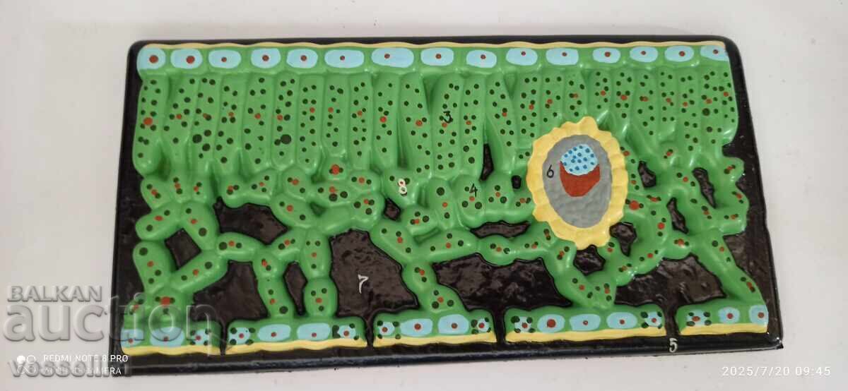 Vechi model didactic de botanică, secțiune de frunză, nou în cutie cu preț 34.00 BGN | € 17.38