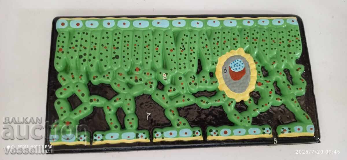 Vechi model didactic de botanică, secțiune de frunză, nou în cutie cu preț € 17.38 | 33.99 BGN