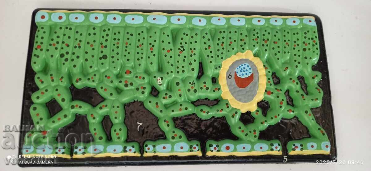 Livrarea Vechi model didactic de botanică, secțiune de frunză, nou în cutie