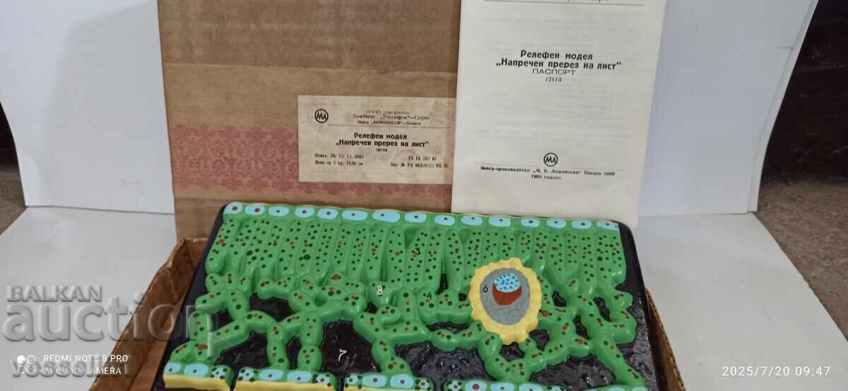 Vechi model didactic de botanică, secțiune de frunză, nou în cutie