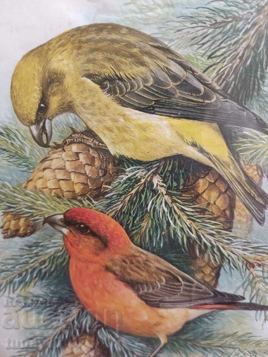 Licitație PĂSĂRI Licitație PĂSĂRI