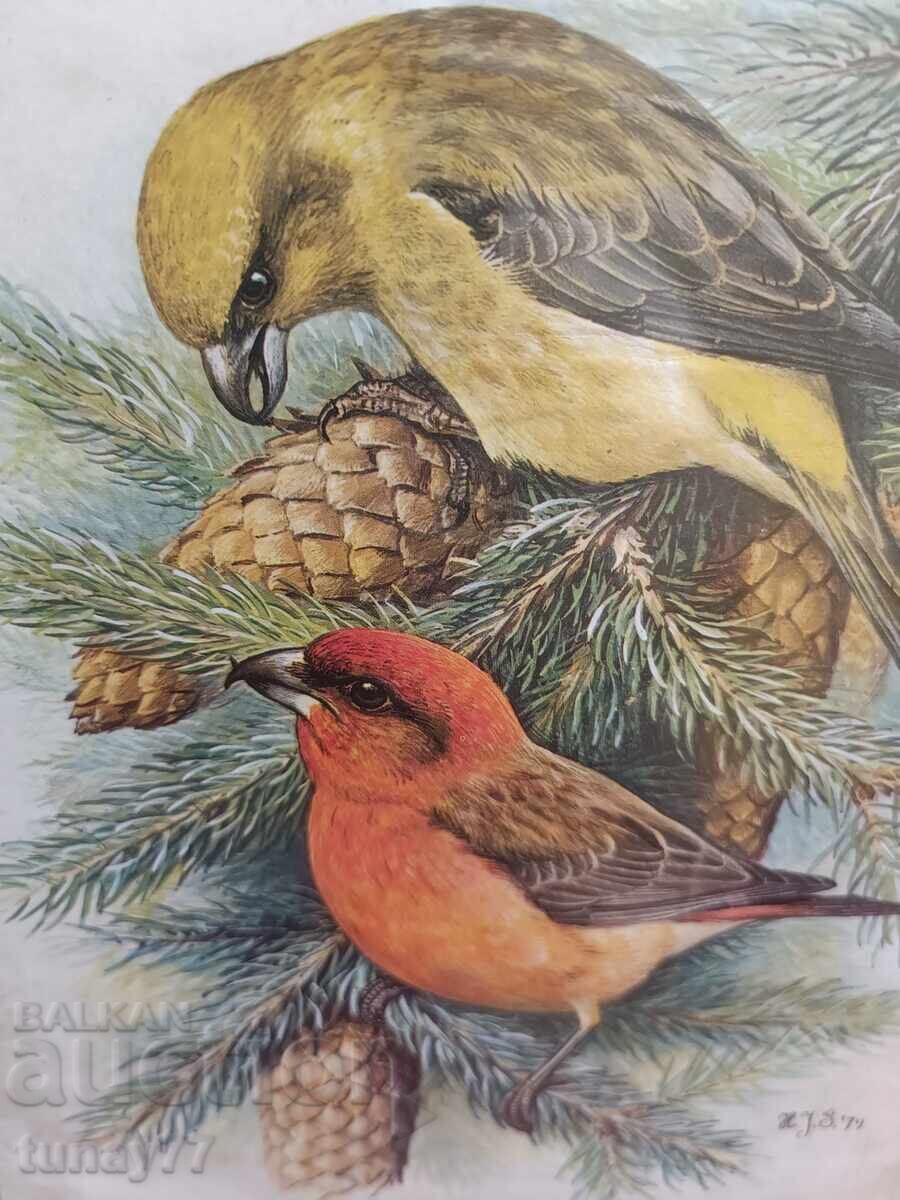 PARROTS - 5 PARROTS - 5