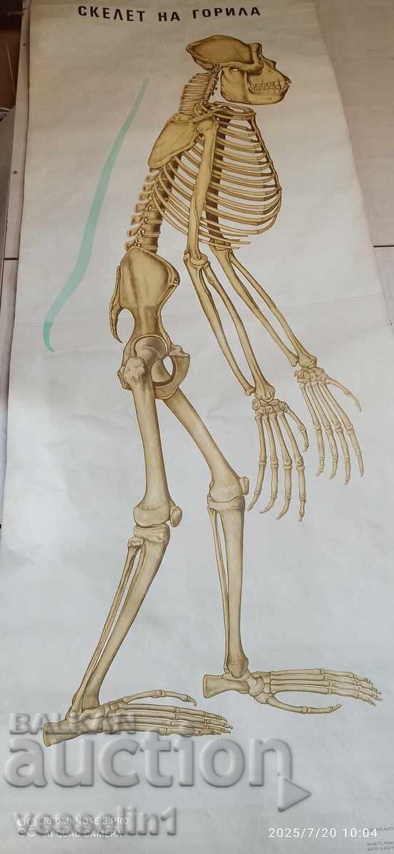 Old educational textile board gorilla skeleton soc 50s Old educational textile board gorilla skeleton soc 50s