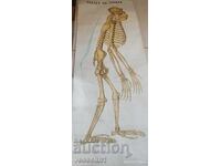 Old educational textile board gorilla skeleton soc 50s