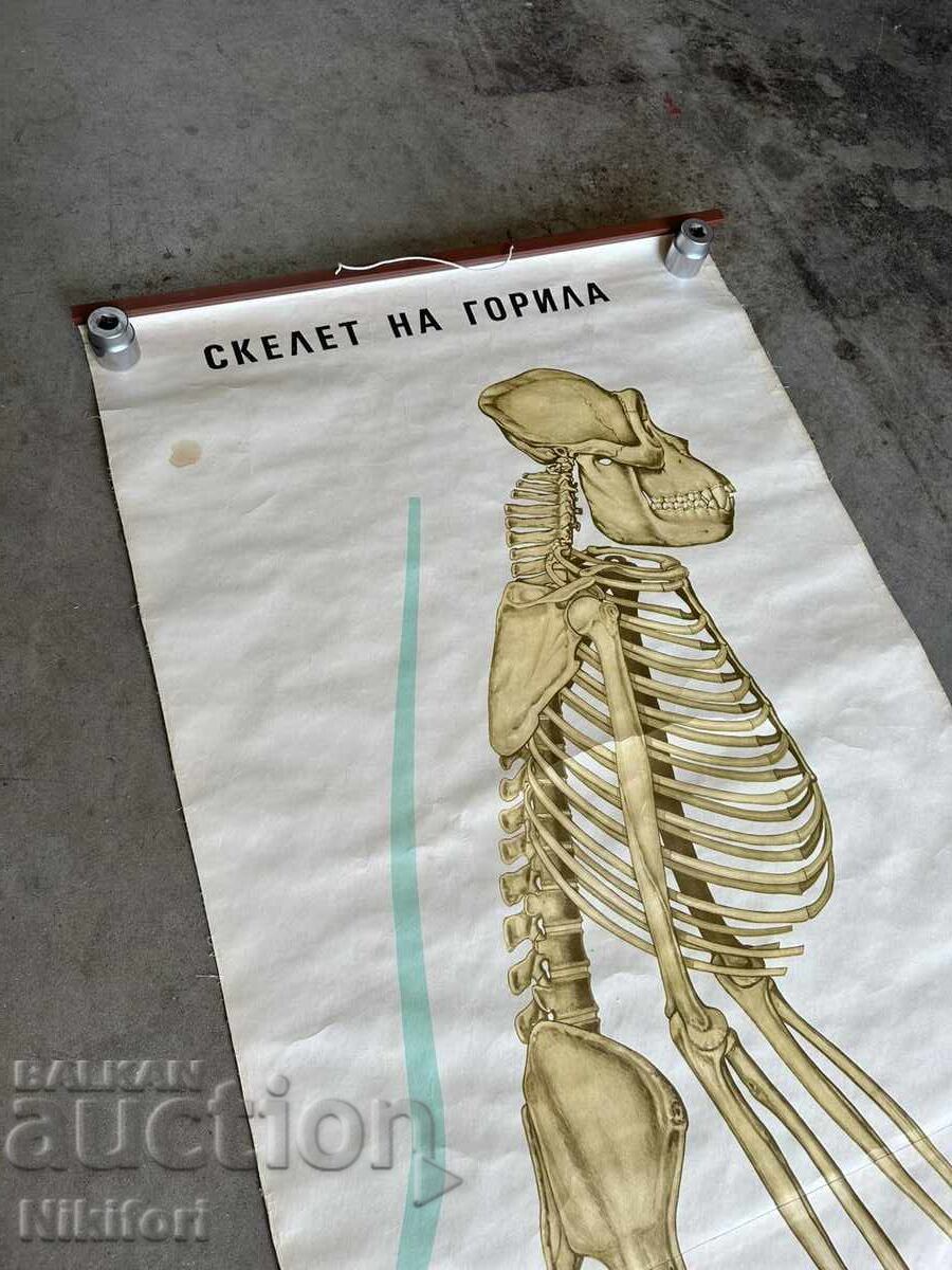 Σοσιαλιστικό Εκπαιδευτικό Πόστερ Πίνακας Ιατρικής Ανατομίας με τιμή 65.00 BGN | € 33.23 Σοσιαλιστικό Εκπαιδευτικό Πόστερ Πίνακας Ιατρικής Ανατομίας με τιμή 65.00 BGN | € 33.23