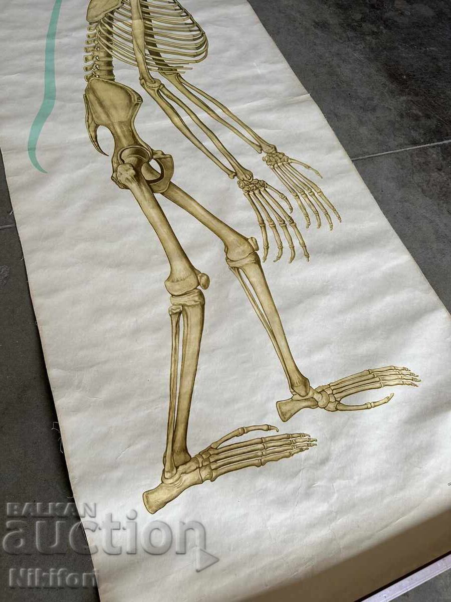 Δημοπρασία Σοσιαλιστικό Εκπαιδευτικό Πόστερ Πίνακας Ιατρικής Ανατομίας Δημοπρασία Σοσιαλιστικό Εκπαιδευτικό Πόστερ Πίνακας Ιατρικής Ανατομίας